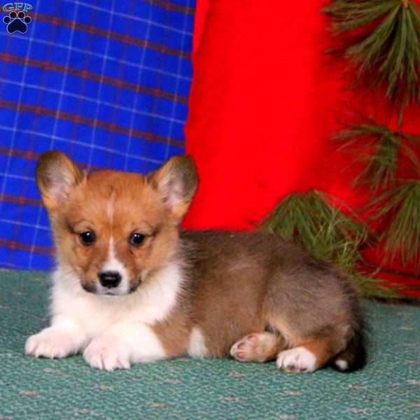 Gracie, Pembroke Welsh Corgi Puppy