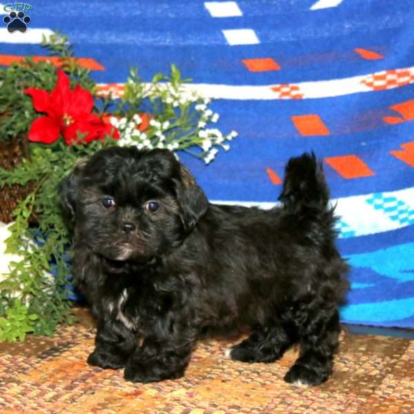 Gracie, Teddy Bear Puppy