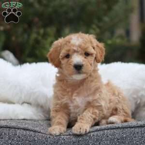 Gracie F1B, Mini Goldendoodle Puppy