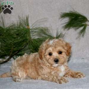 Gracie, Maltipoo Puppy