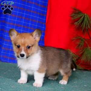 Gracie, Pembroke Welsh Corgi Puppy