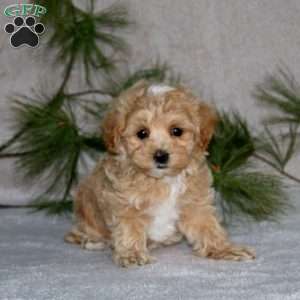 Gracie, Maltipoo Puppy