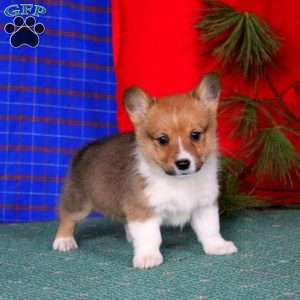 Gracie, Pembroke Welsh Corgi Puppy