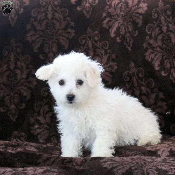 Grady, Bichon Frise Puppy