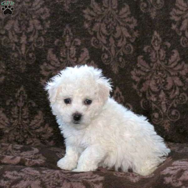 Grady, Bichon Frise Puppy