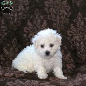 Grady, Bichon Frise Puppy