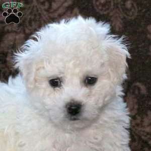 Grady, Bichon Frise Puppy