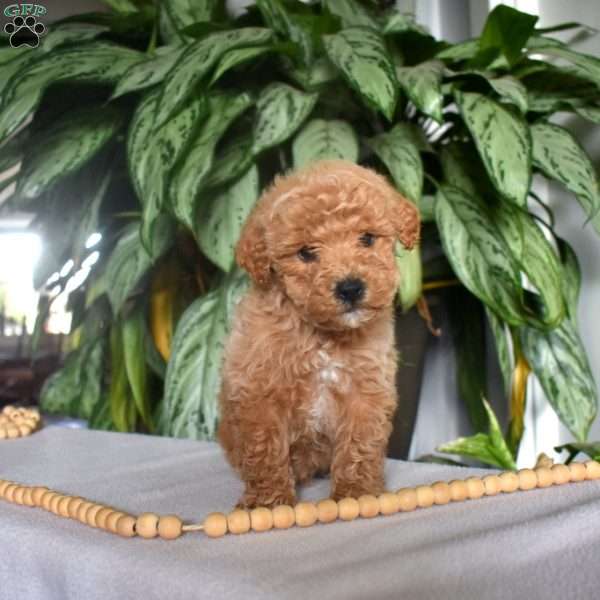 Graham, Mini Goldendoodle Puppy