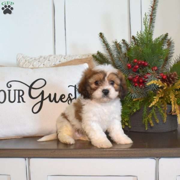 Graham, Cavachon Puppy