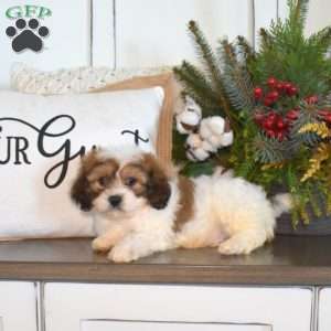 Graham, Cavachon Puppy