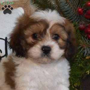 Graham, Cavachon Puppy