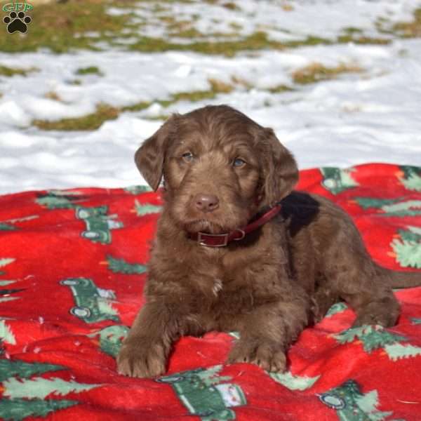 Granger, Labradoodle Puppy