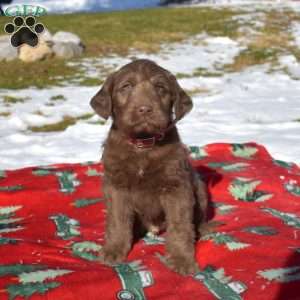 Granger, Labradoodle Puppy