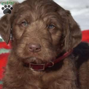 Granger, Labradoodle Puppy