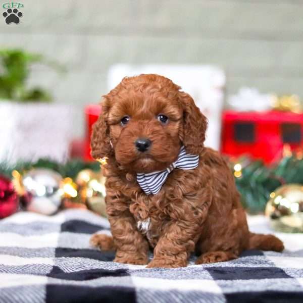 Granger, Miniature Poodle Puppy