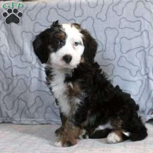 Greg, Mini Bernedoodle Puppy