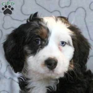 Greg, Mini Bernedoodle Puppy