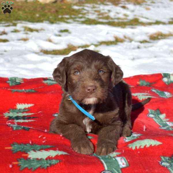 Griffin, Labradoodle Puppy