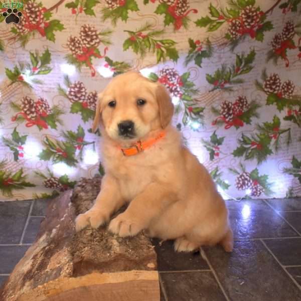 Griffin, Golden Retriever Puppy