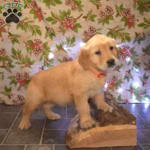 Griffin, Golden Retriever Puppy