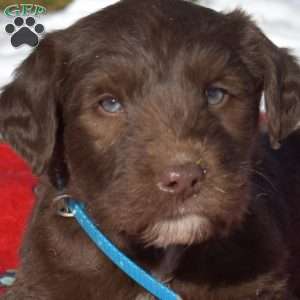 Griffin, Labradoodle Puppy