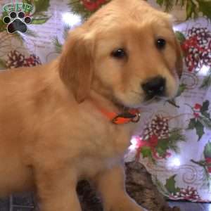 Griffin, Golden Retriever Puppy