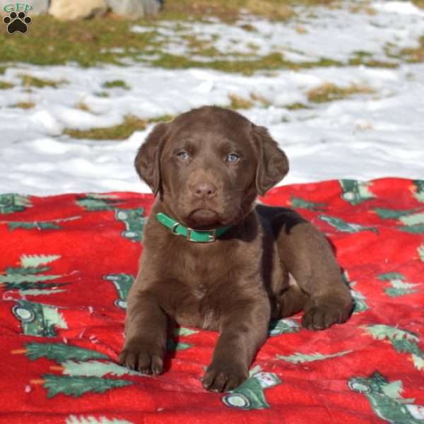 Grits, Labradoodle Puppy