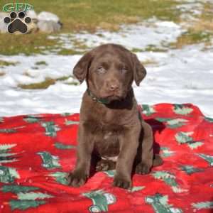 Grits, Labradoodle Puppy