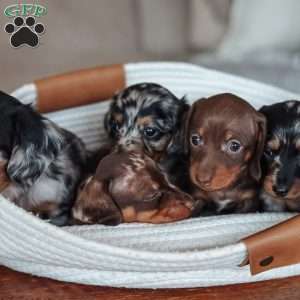 Lincoln, Dachshund Puppy