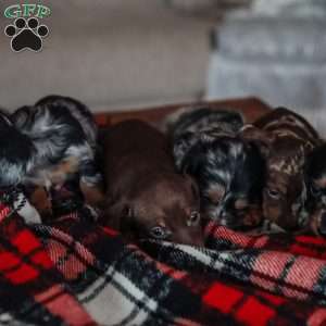 Layla, Dachshund Puppy