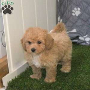 Gryphon, Bich-Poo Puppy