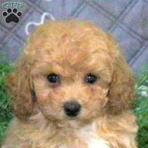 Gryphon, Bich-Poo Puppy