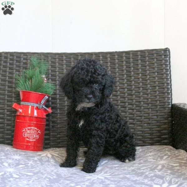 Gumdrop, Miniature Poodle Puppy