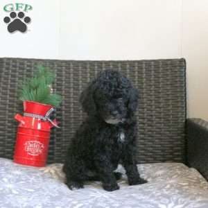 Gumdrop, Miniature Poodle Puppy