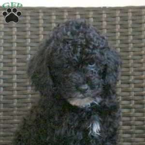 Gumdrop, Miniature Poodle Puppy