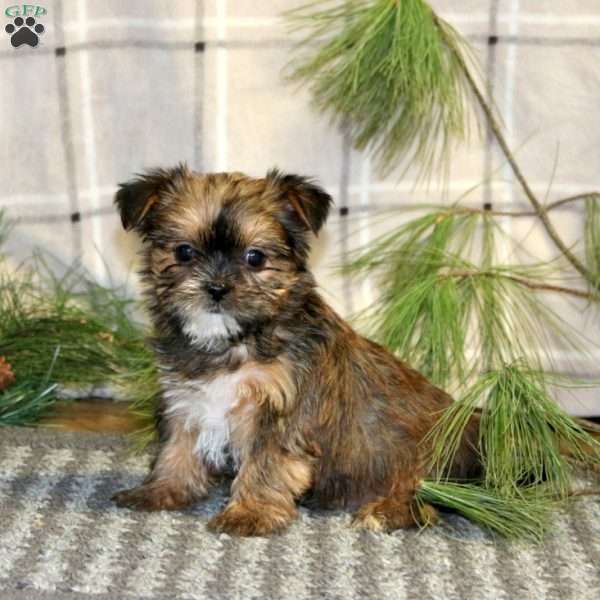 Gumdrop, Shorkie Puppy