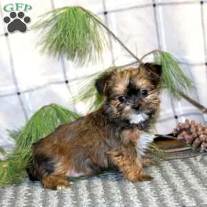 Gumdrop, Shorkie Puppy