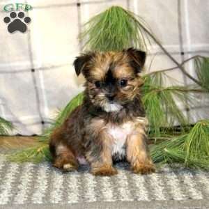 Gumdrop, Shorkie Puppy