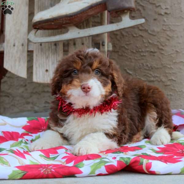 Gunner, Mini Aussiedoodle Puppy