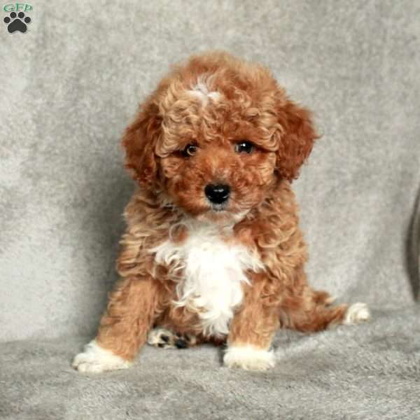 Gus, Toy Poodle Puppy