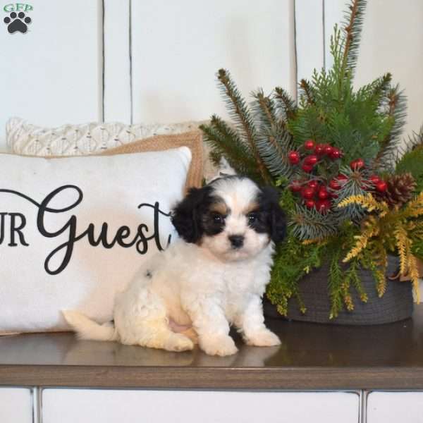 Gus, Cavachon Puppy