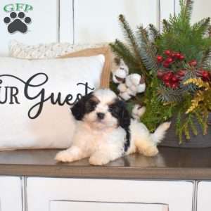 Gus, Cavachon Puppy