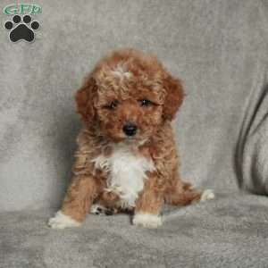 Gus, Toy Poodle Puppy