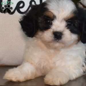 Gus, Cavachon Puppy