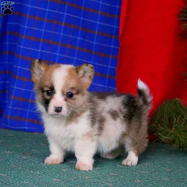 Gus, Pembroke Welsh Corgi Puppy