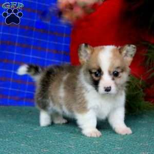 Gus, Pembroke Welsh Corgi Puppy