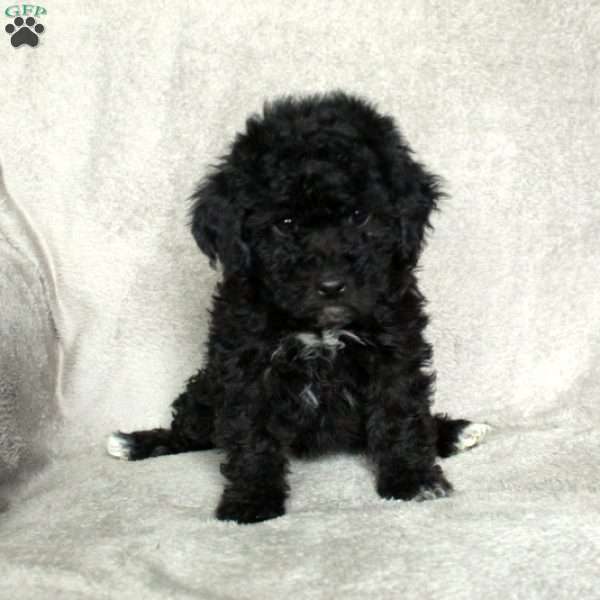 Gwen, Toy Poodle Puppy