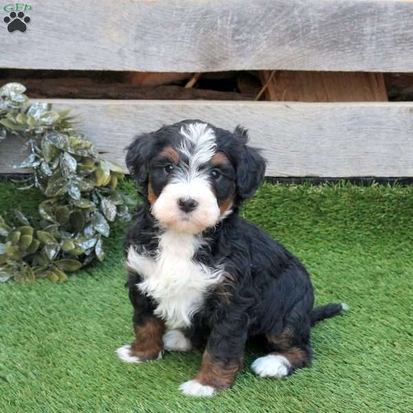Gwen, Mini Bernedoodle Puppy