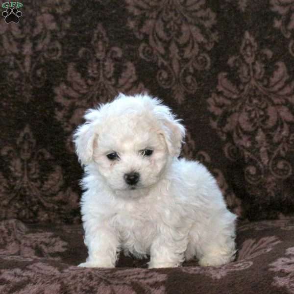 Gwen, Bichon Frise Puppy