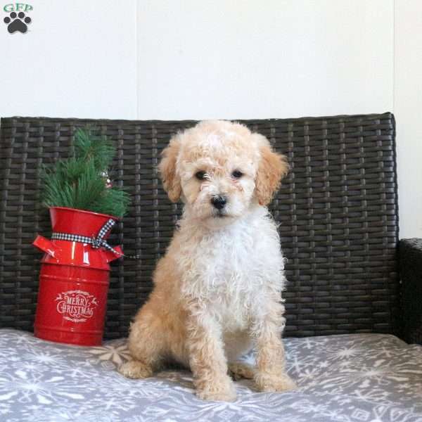 Gwen, Miniature Poodle Puppy